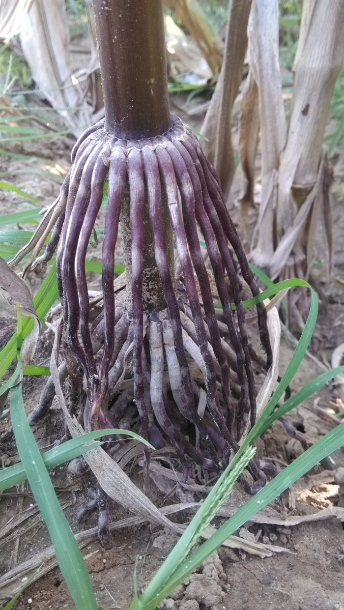 玉米杆的根部.
