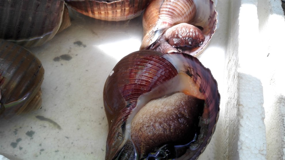 【[原创]在外伶仃岛吃海鲜】_湖南论坛图片集