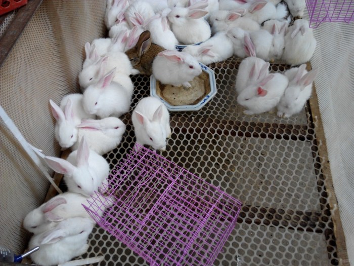 【小白兔白又白】_湖北车友会