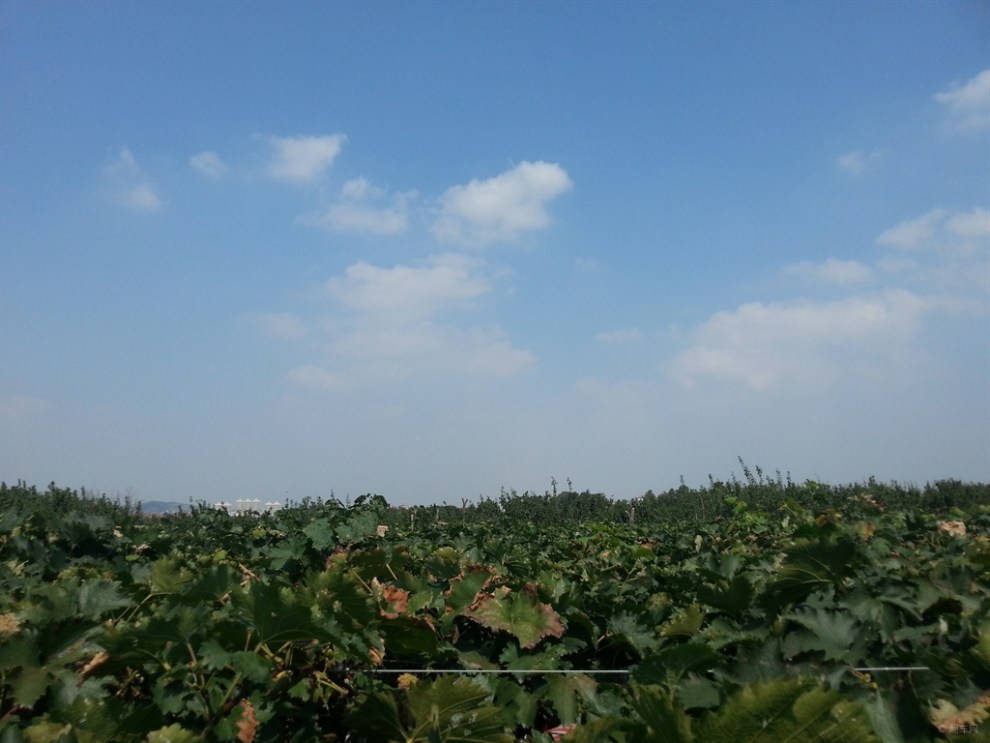 【青岛JAC车友会-和悦RS车友宫家村葡萄架下