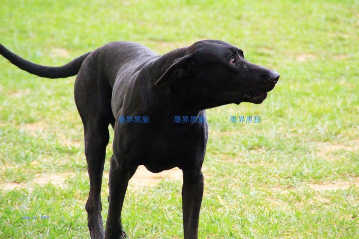 【【开心萌宠迎新春】多情的墨界黑狼!】_宠物当家论坛_汽车论坛-易车网