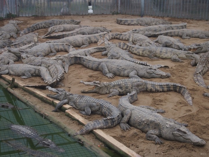 【稀奇鳄鱼馆】_广东车友会