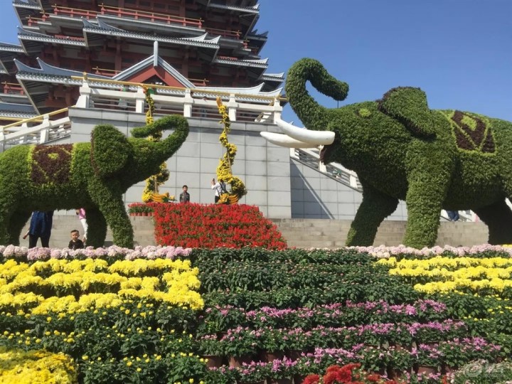 【【无锡车友会】小逸带你赏邳州文化--菊花展