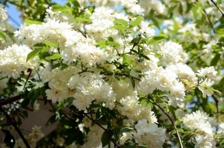 【大花白木香】_福建车友会