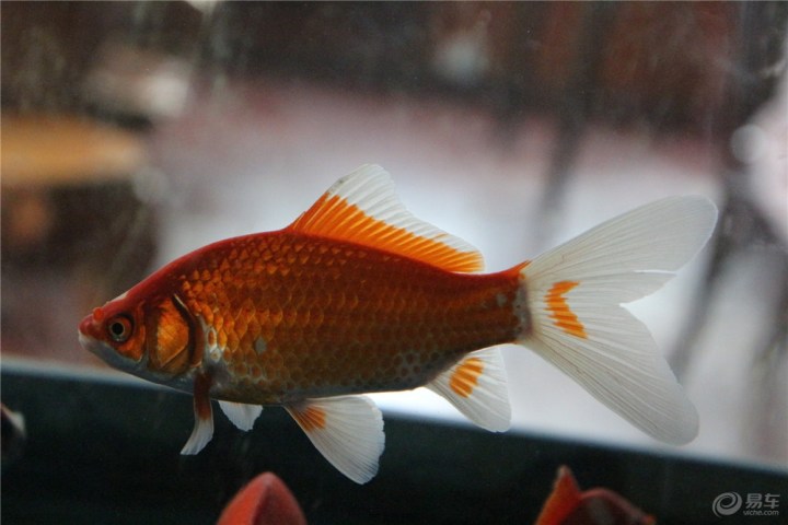 【【欢乐萌宠第一季】草金鱼】_宠物当家论坛