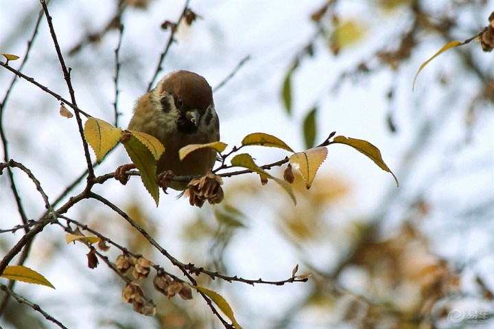 【叽叽喳喳小麻雀】_安徽车友会_汽车论坛-易车网