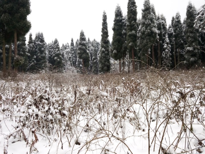 雪的世界 白雪公主 太多看不过来(手机党慎入)