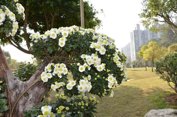 【第五届福建省菊花展南平展区】福建论坛论坛