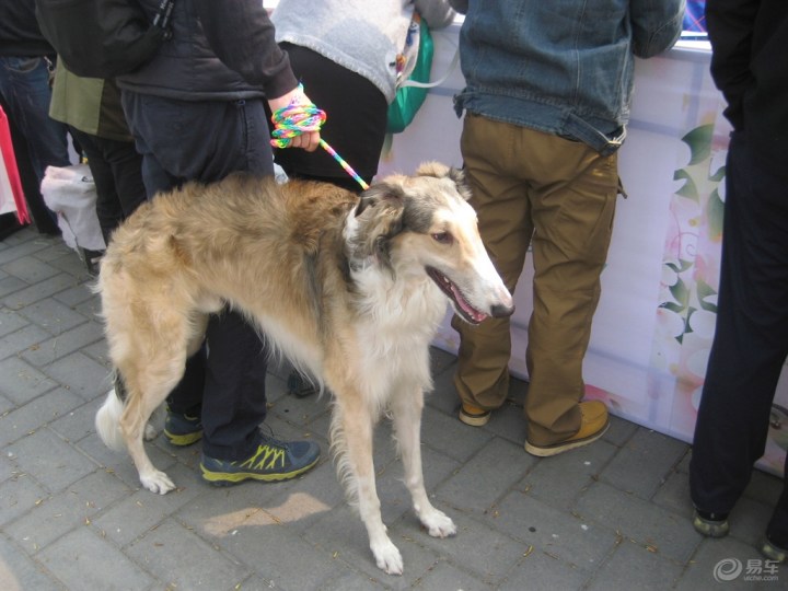 【【欢乐萌宠第一季】会场上的俄罗斯猎狼犬】