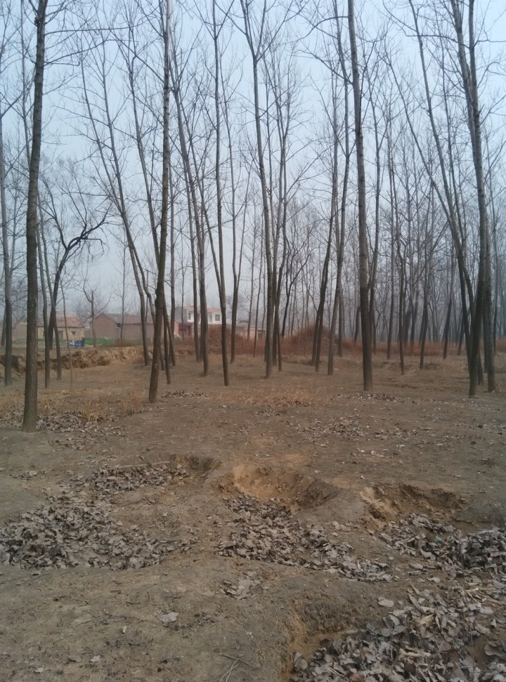 【乡村植树又见小砀山】_安徽车友会