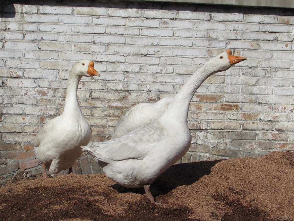 【家养大鹅】_宠物当家论坛图片集锦