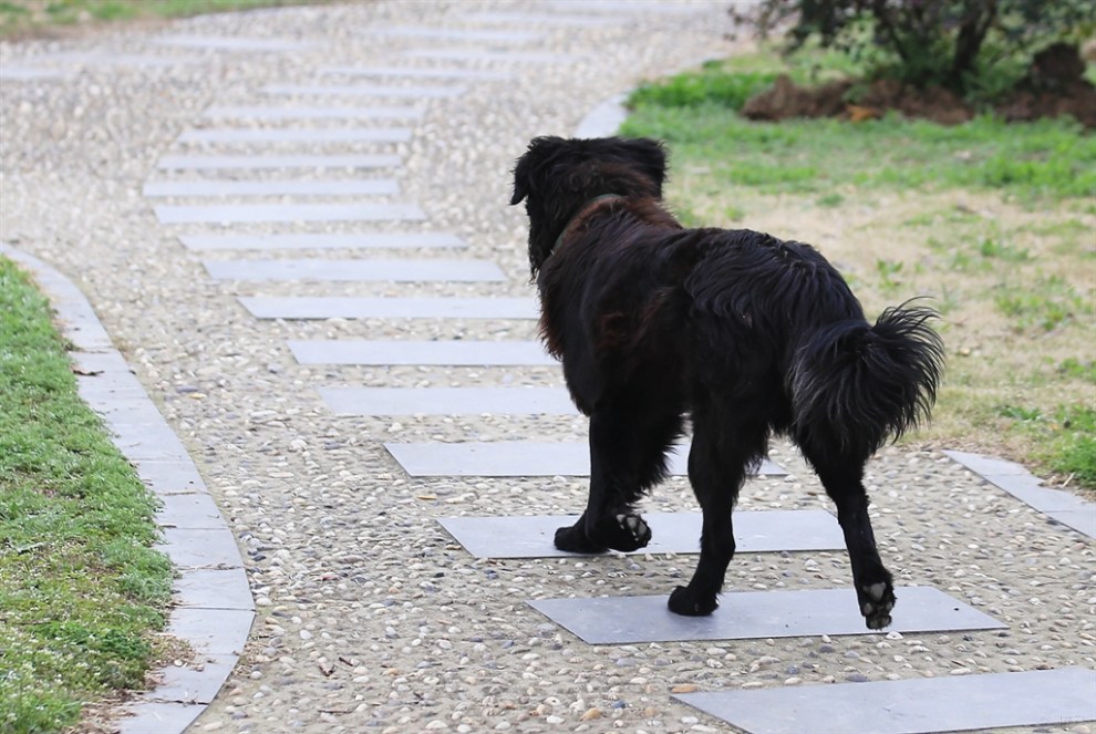 【黑色金毛犬】_宠物当家论坛图片集锦