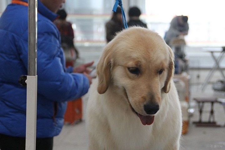 【北京国际宠物文化节花絮: 做美容的金毛】_