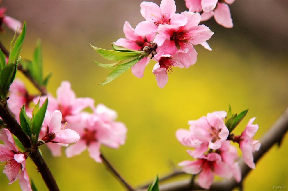 【【走进春天里】 在那桃花盛开的地方】_青海