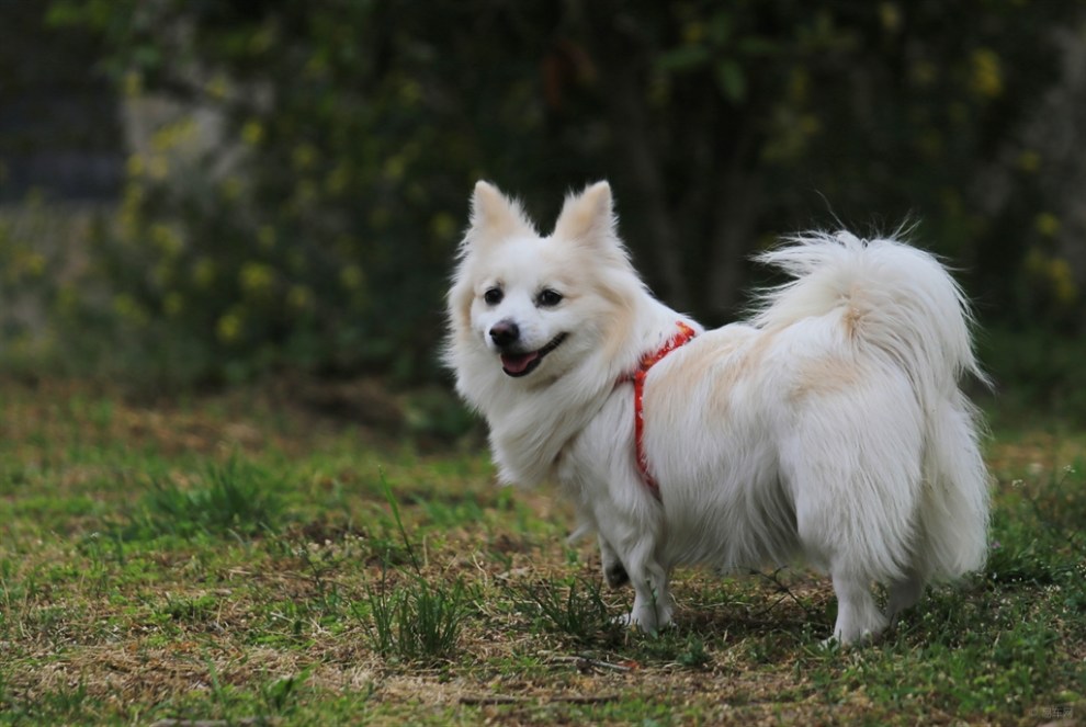 【治愈系萌宠】漂亮的德国狐狸犬