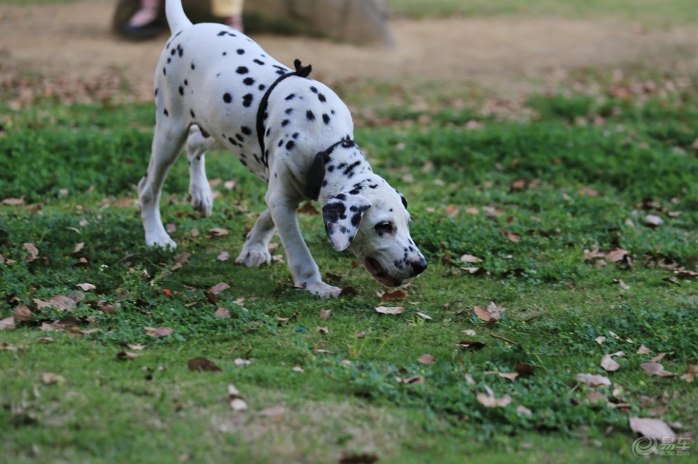 【名犬欣赏】大麦町犬