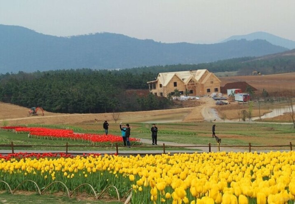 【【花海】山区郁金香景区风光玉兰花】_安徽