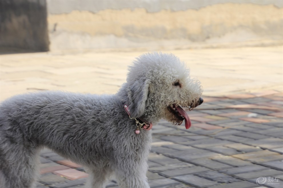 【精华大比拼】贝灵顿犬