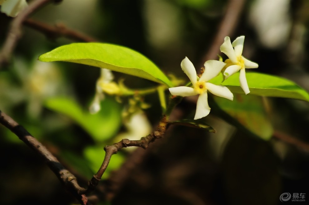 【风车茉莉香】_安徽论坛图片集锦