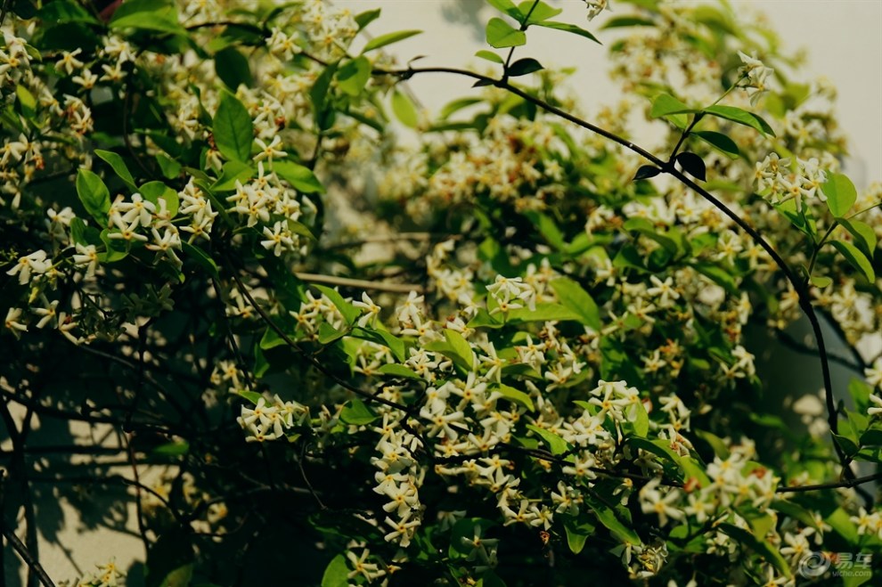 【风车茉莉香】_安徽论坛图片集锦