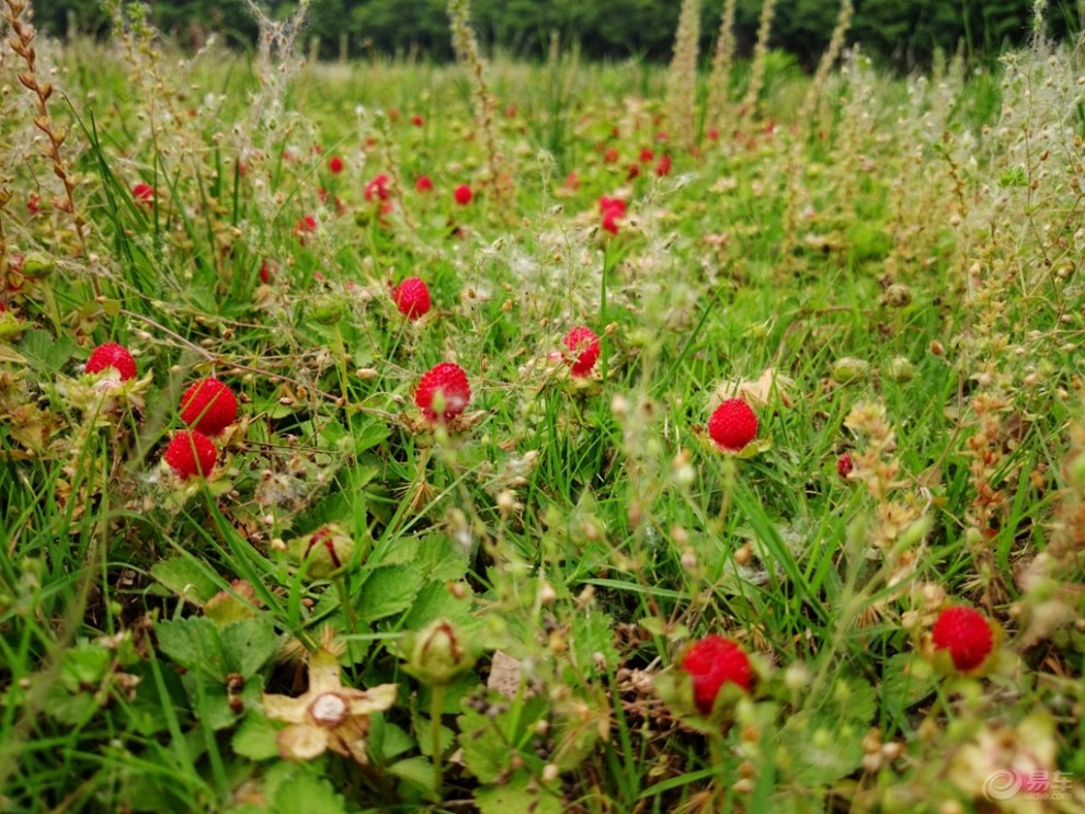 【刺儿菜与蛇莓】_河南论坛图片集锦_汽车论坛-易车网