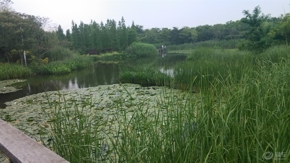 【无锡芦苇荡湿地公园集体自驾游】_长安CS7