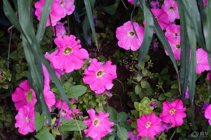 【【镜头看世界】公园里的花花草草】_青海车