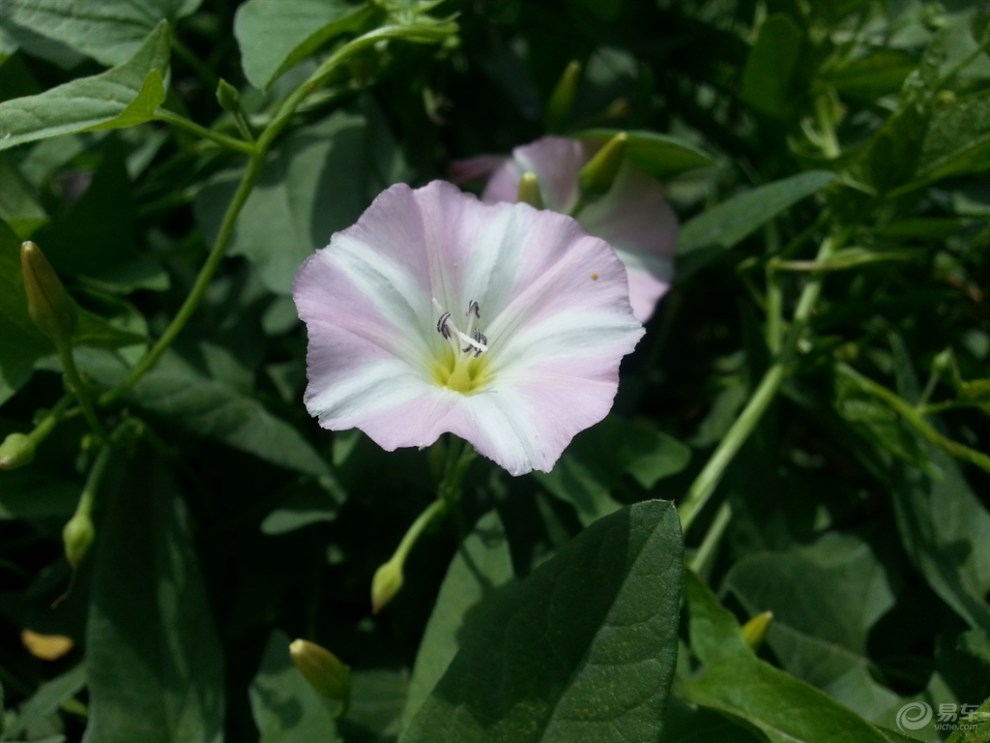 【打碗碗花:夏日里的小清新】_宁夏论坛图片集