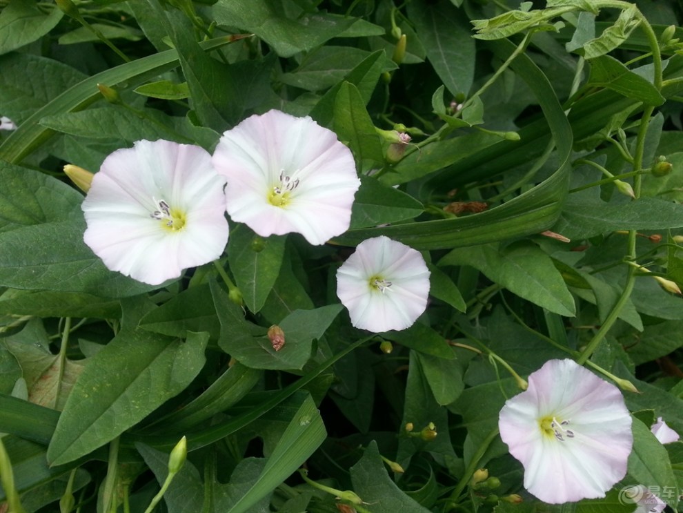 【打碗碗花:夏日里的小清新】_宁夏论坛图片集
