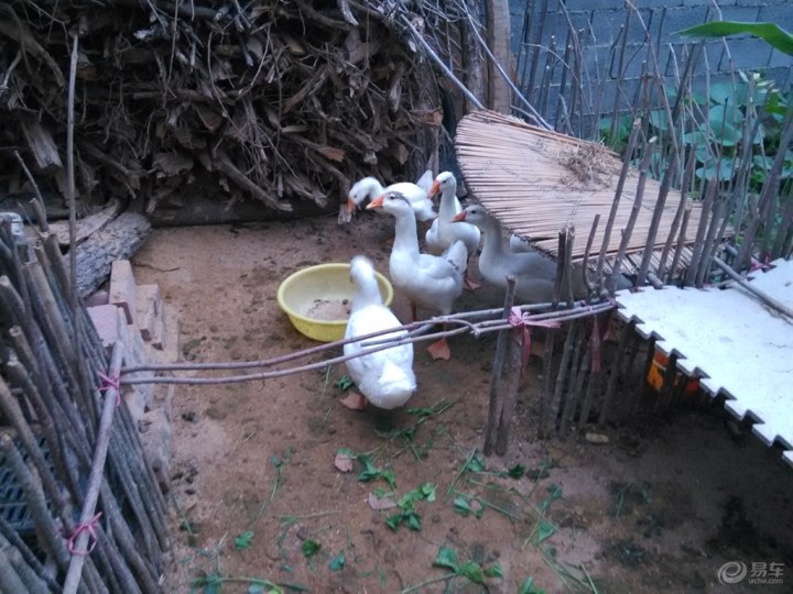 【【原创首发】妈妈老家养的鸡鸭鹅】_山东车