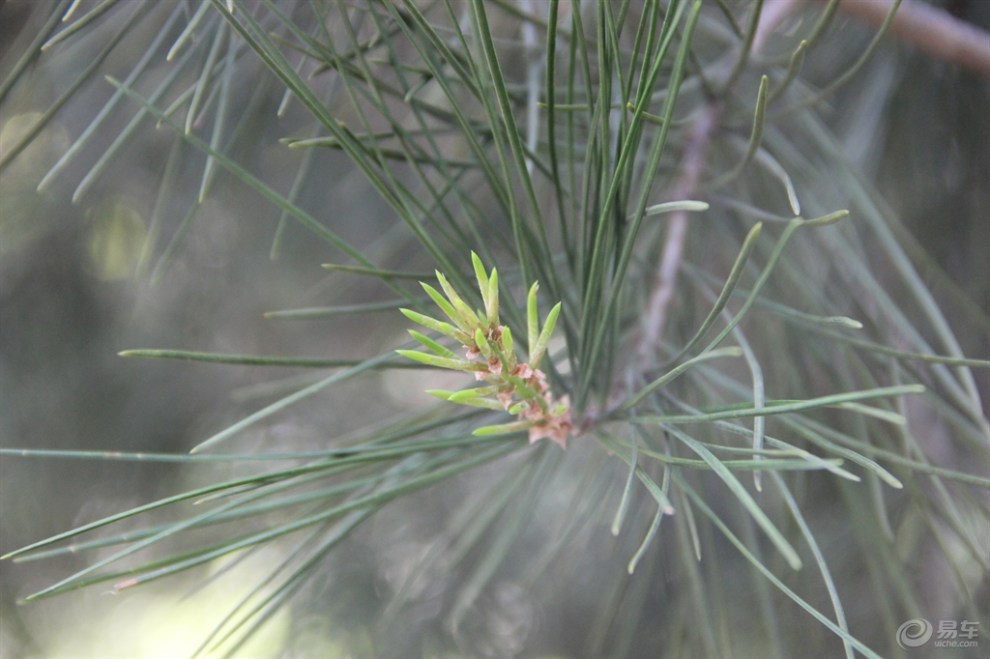 【【荣耀陕西论坛】西安植物园一日游(原创申