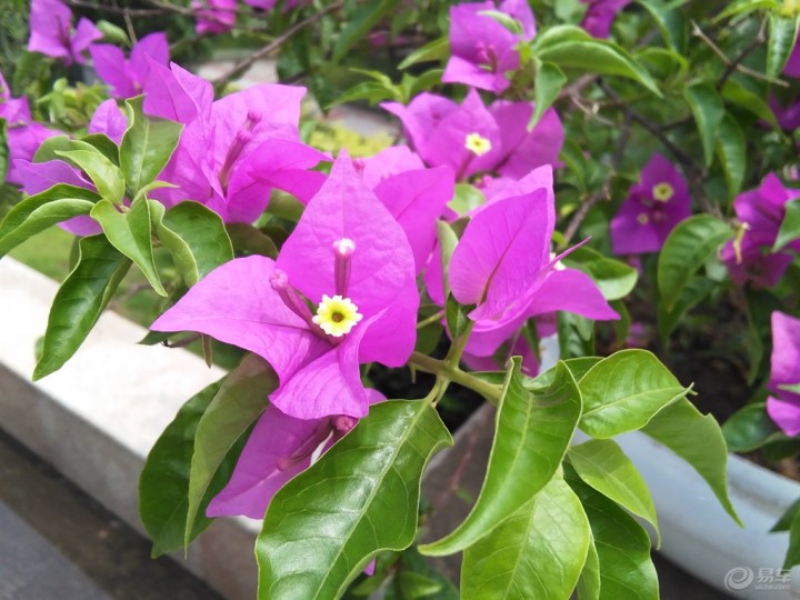 【首发】花坛的八角梅