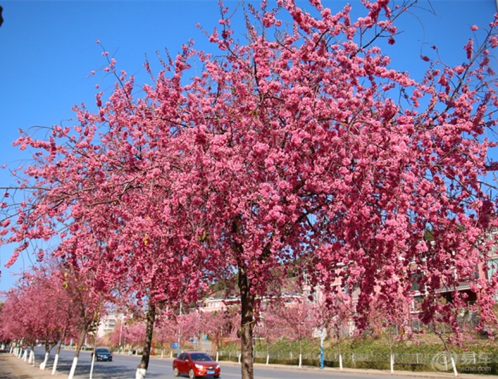 【花团锦簇的冬樱花】_云南论坛图片集锦