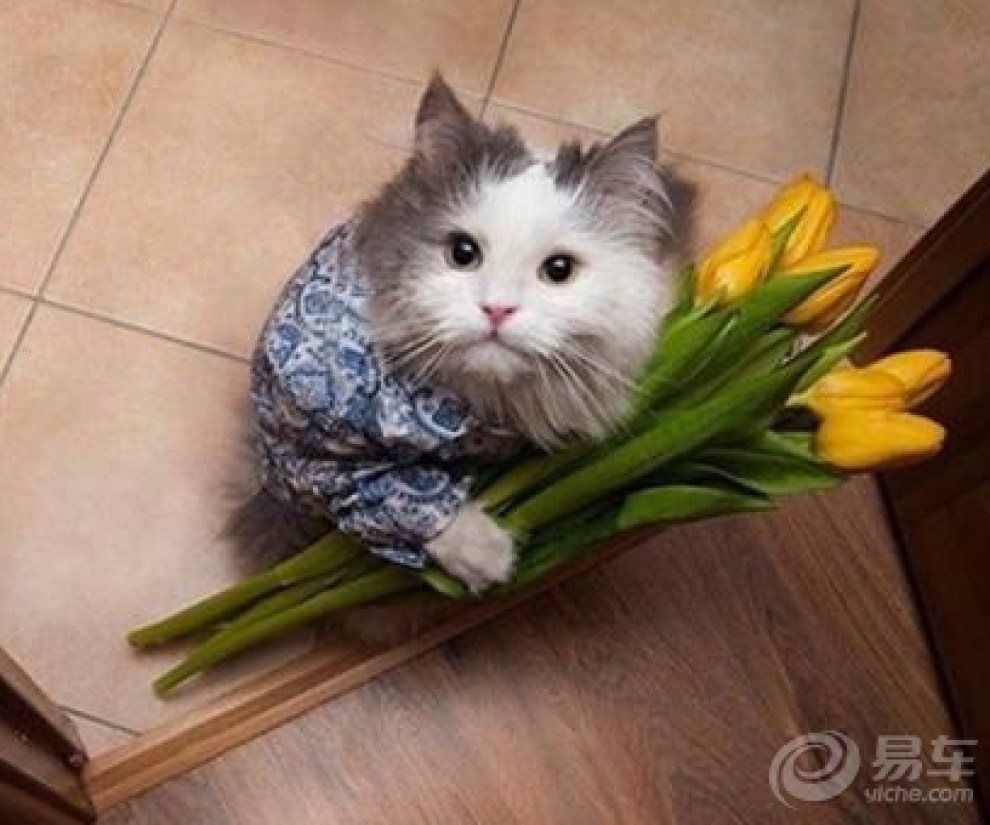 【亲爱的,嫁给我好吗】_内蒙古论坛图片集锦