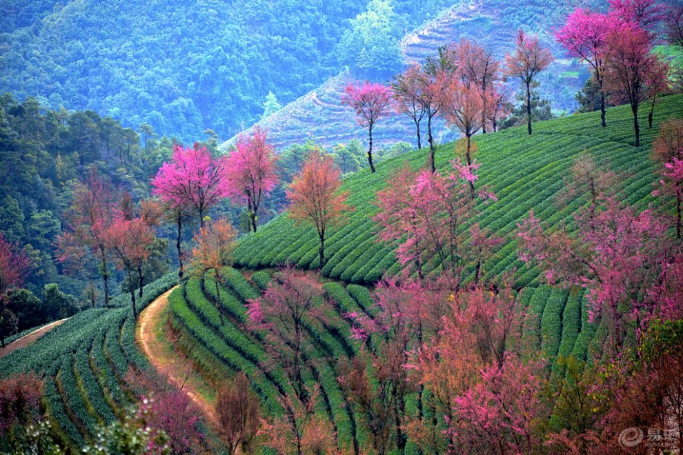【大理湳涧的冬樱花】_摄影论坛图片集锦