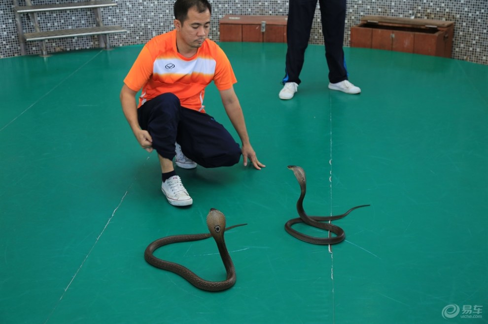 【【精华大比拼】泰国皇家毒蛇研究中心】_北
