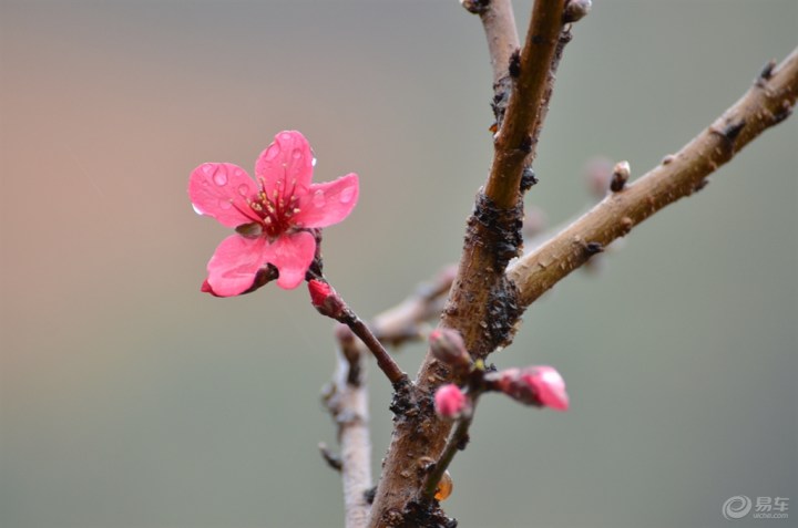 【人面桃花别样红,老鸟临老入花丛【首届广东