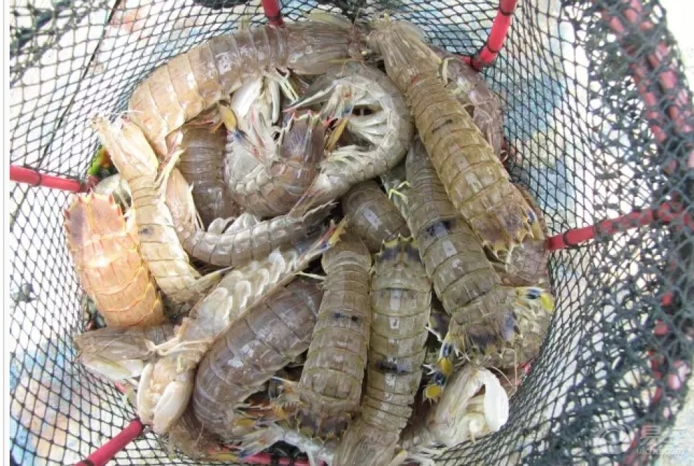 【春风拂来满地金,三月虾姑最生津!】_美食之