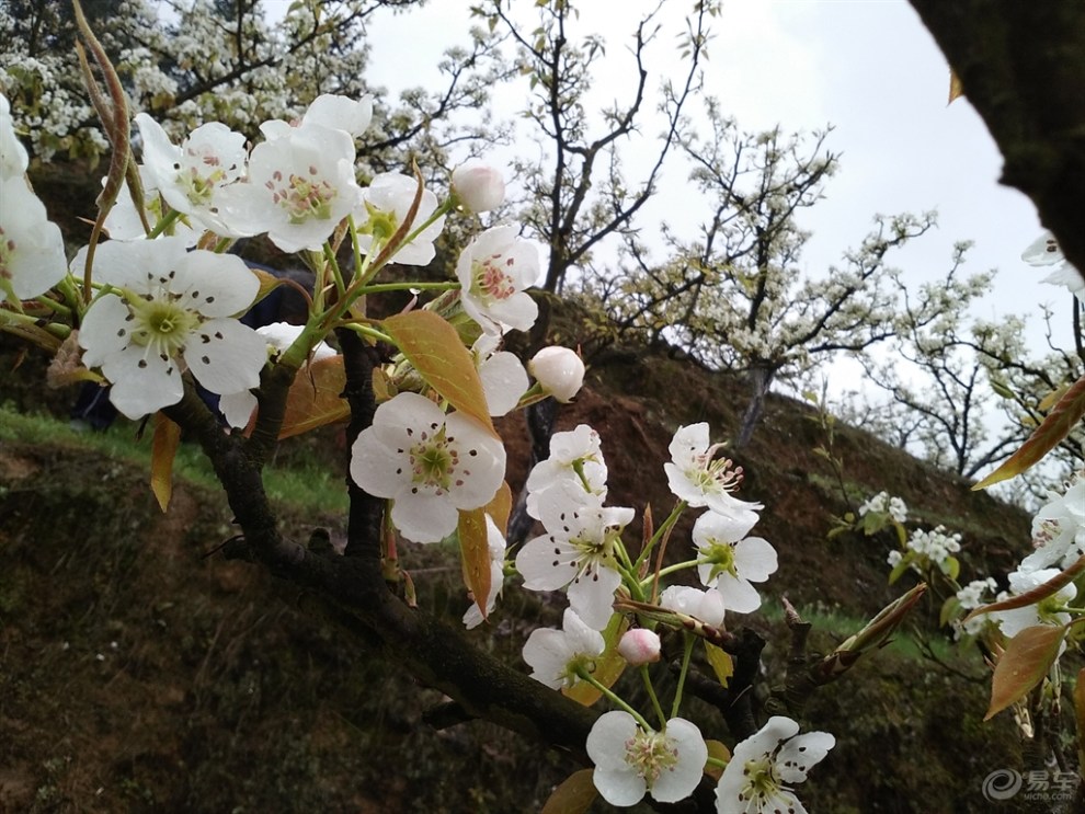 【首发】3月看花之放牛坪梨花