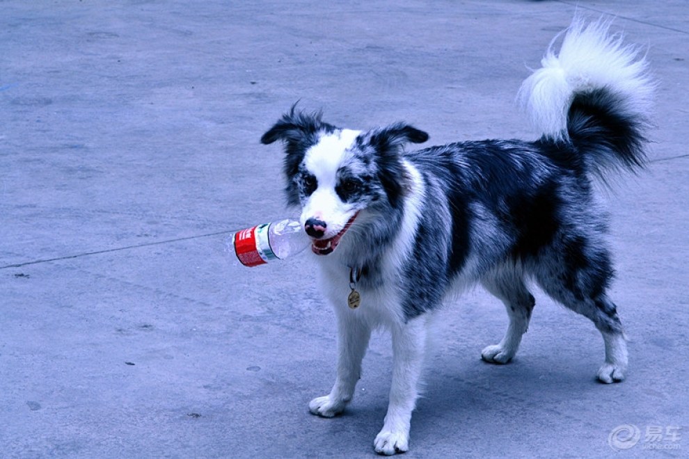【【CD】聪明的边境犬!】_宠物当家论坛图片