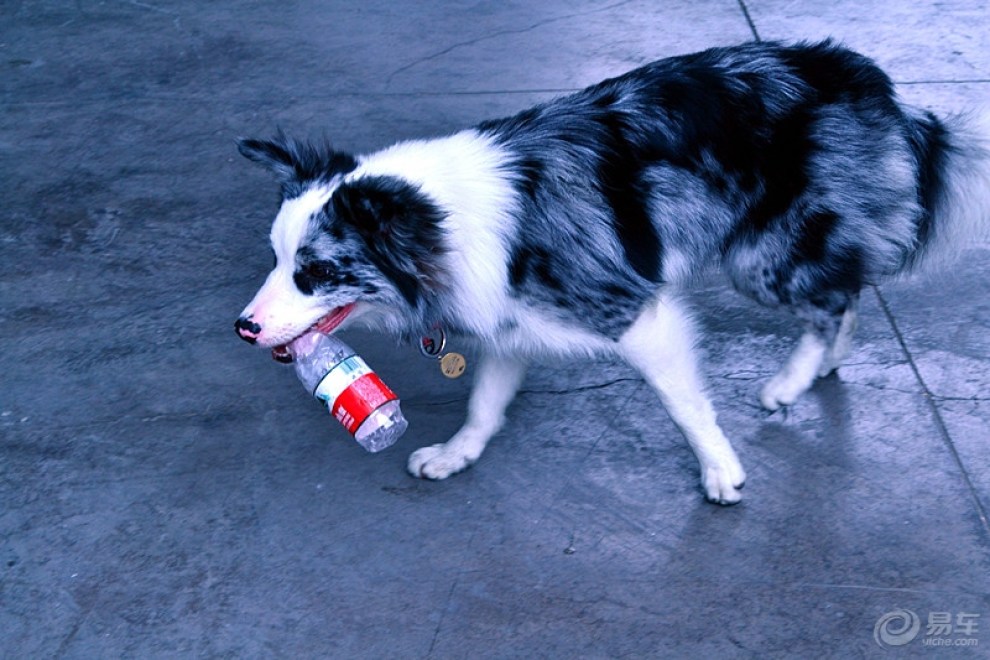 【【CD】聪明的边境犬!】_宠物当家论坛图片集锦_汽车论坛-易车网