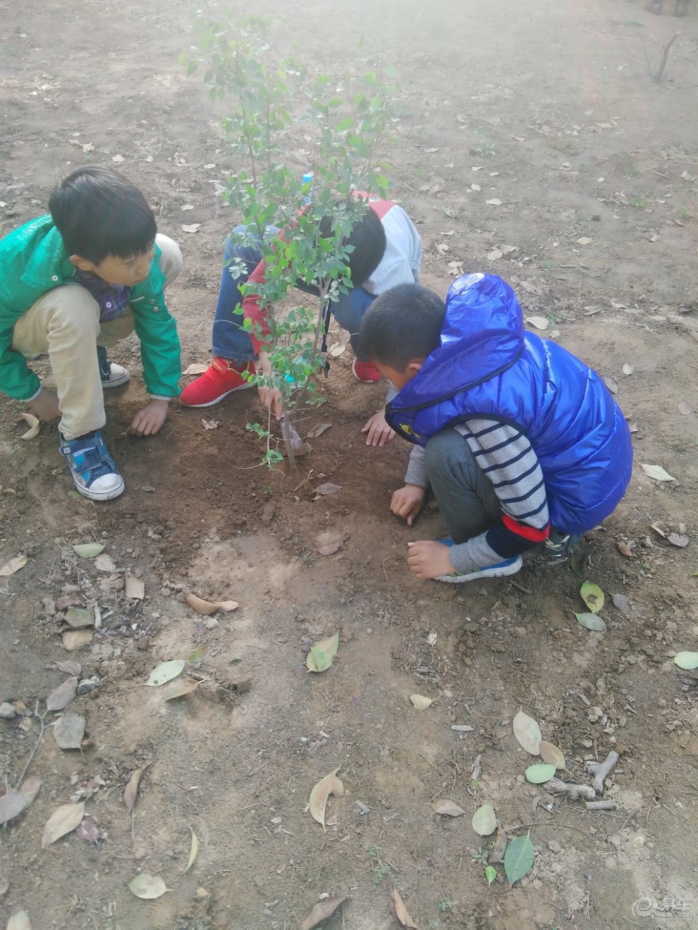 【小学生爱护花草活动!】_河南论坛图片集锦