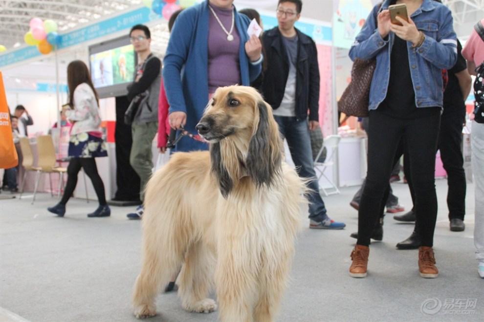 苏俄猎狼犬