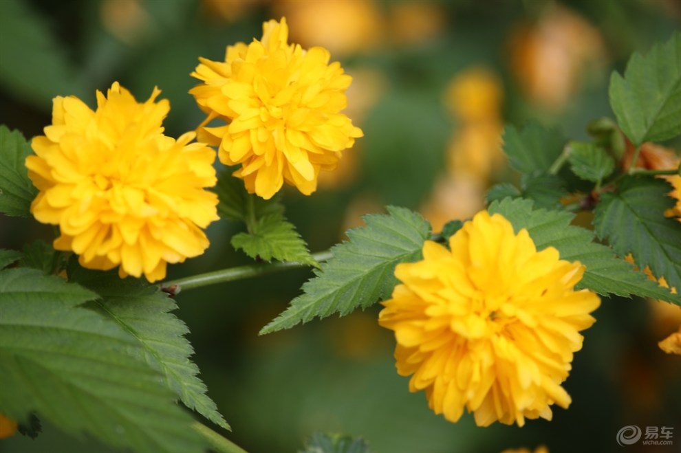 【棣 棠 花】_哈弗论坛图片集锦