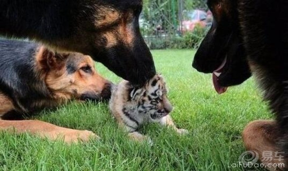 【虎落平阳被犬欺!】_广西论坛图片集锦