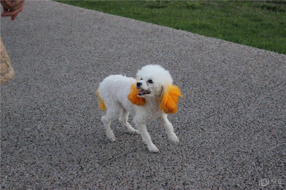 【造型新颖的小泰迪】_宠物当家论坛图片集锦