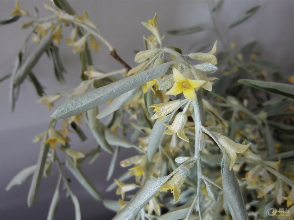 【飘香沙枣花】_青海论坛图片集锦