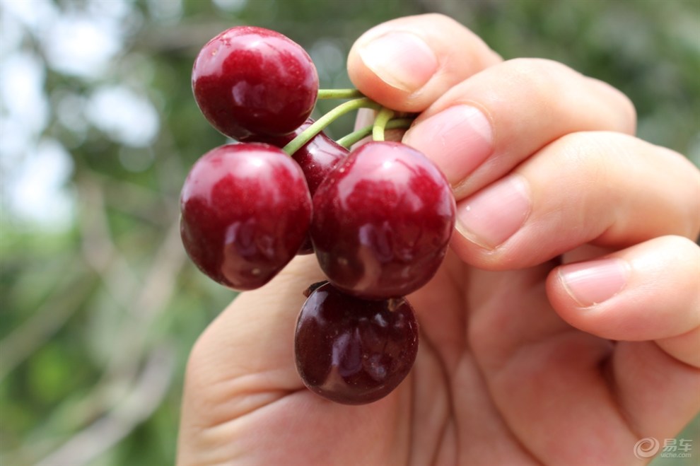 【【山东长安车友会】樱桃成熟时,DIY亲临摘樱