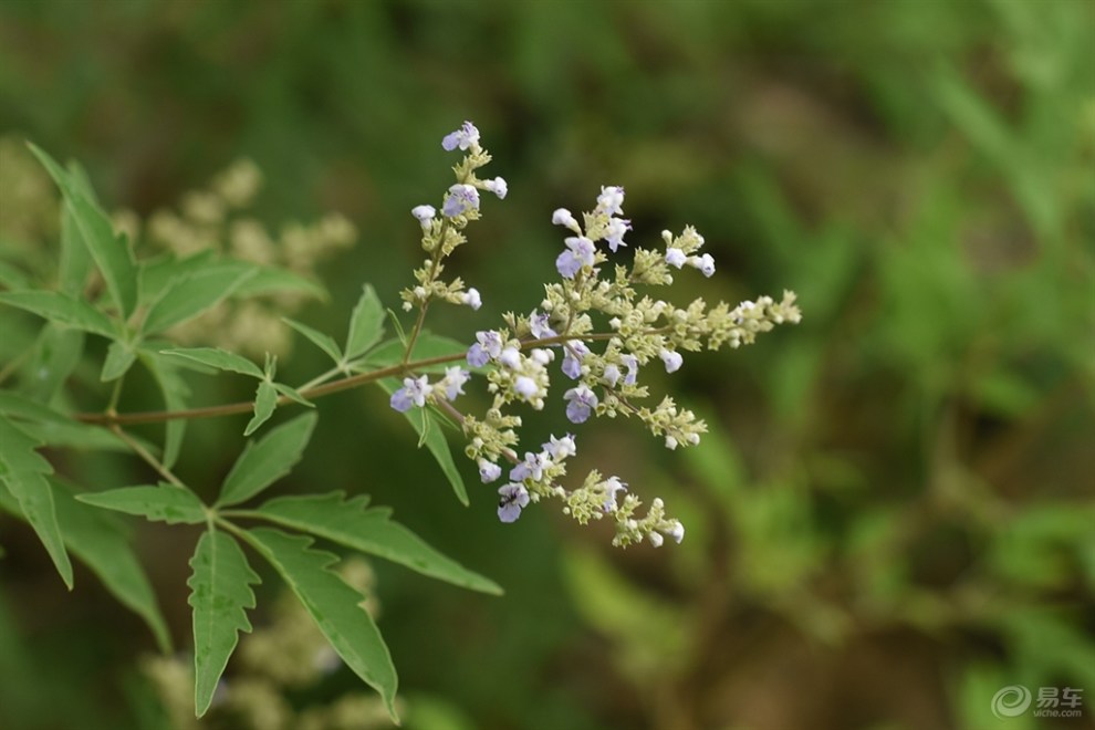 【荆棵花】_宠物当家论坛图片集锦_汽车论坛-易车网