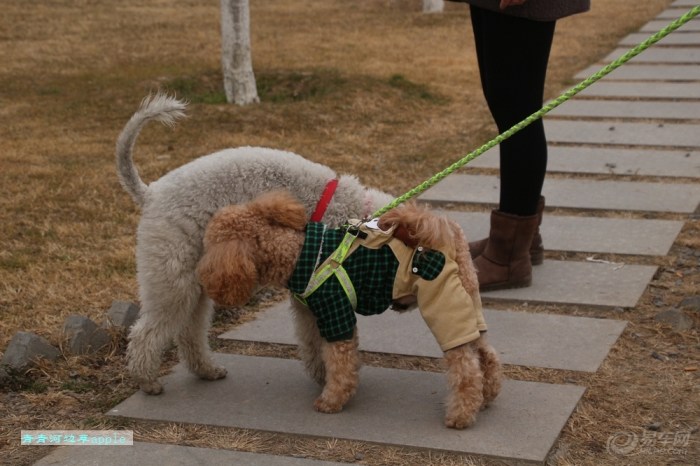 【贝林顿梗和泰迪】_宠物当家论坛_汽车论坛